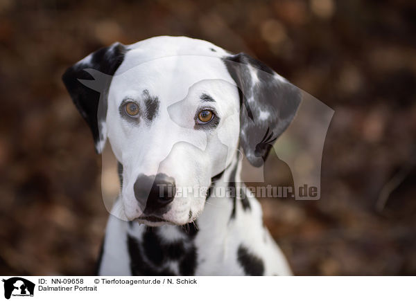 Dalmatiner Portrait / Dalmatian portrait / NN-09658