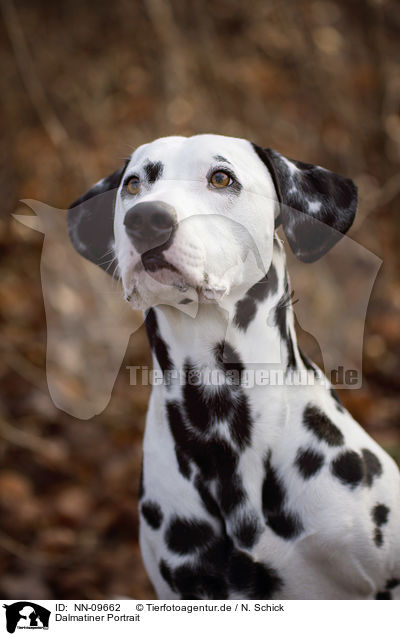 Dalmatiner Portrait / Dalmatian portrait / NN-09662