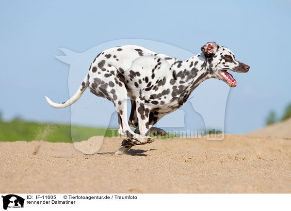 rennender Dalmatiner / running Dalmatian / IF-11605