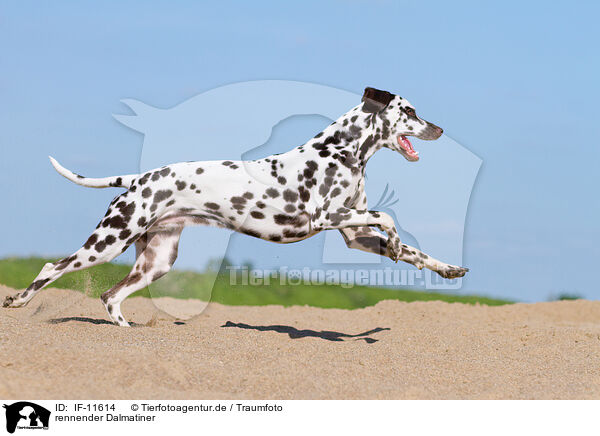 rennender Dalmatiner / running Dalmatian / IF-11614