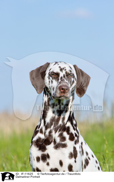 Dalmatiner Portrait / Dalmatian portrait / IF-11625