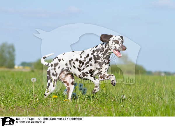 rennender Dalmatiner / running Dalmatian / IF-11626