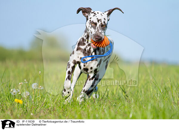 spielender Dalmatiner / playing Dalmatian / IF-11639