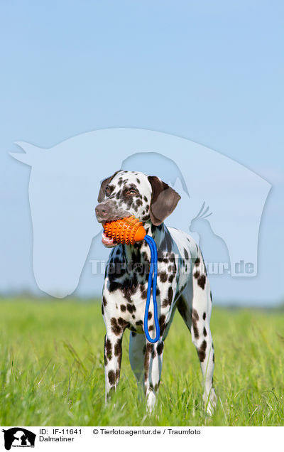 Dalmatiner / Dalmatian / IF-11641