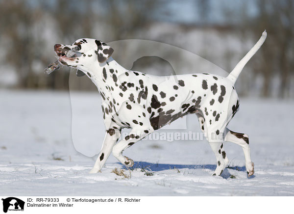 Dalmatiner im Winter / Dalmatian in winter / RR-79333