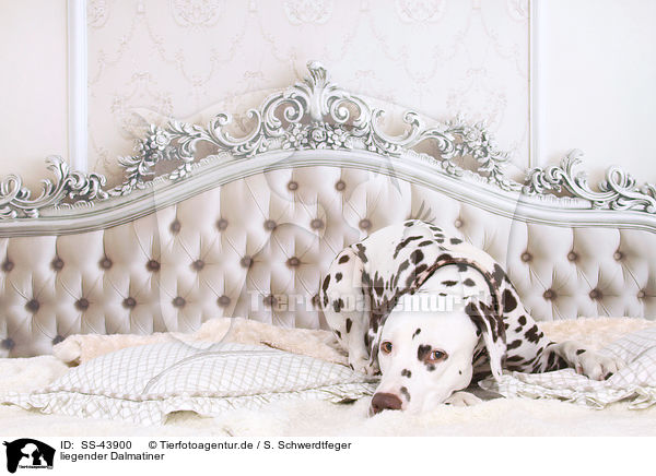 liegender Dalmatiner / lying Dalmatian / SS-43900