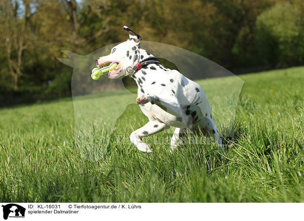 spielender Dalmatiner / playing Dalmatian / KL-16031