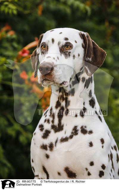 Dalmatiner Portrait / Dalmatian Portrait / RR-90775