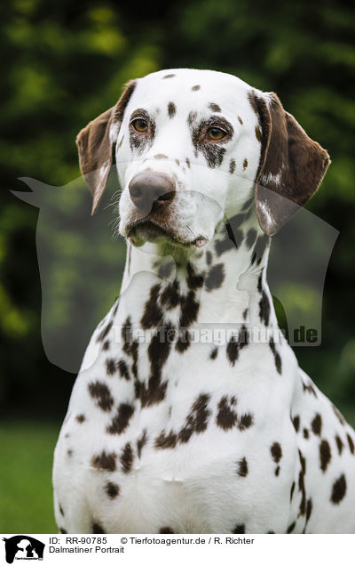 Dalmatiner Portrait / Dalmatian Portrait / RR-90785