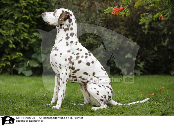 sitzender Dalmatiner / sitting Dalmatian / RR-90795