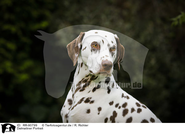 Dalmatiner Portrait / Dalmatian Portrait / RR-90799
