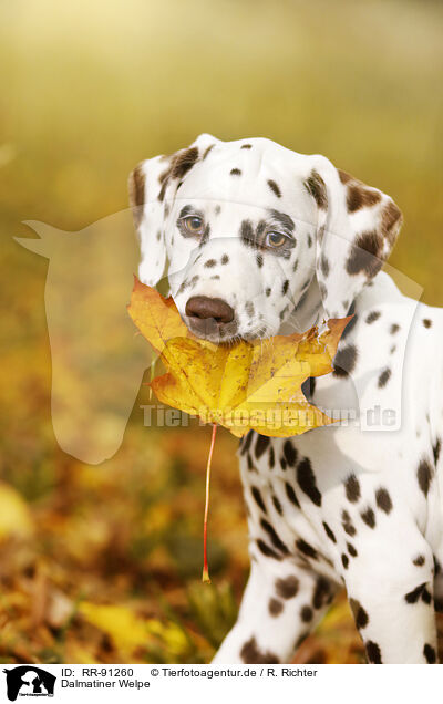 Dalmatiner Welpe / Dalmatian Puppy / RR-91260