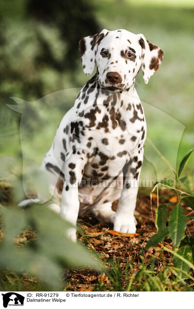 Dalmatiner Welpe / Dalmatian Puppy / RR-91279