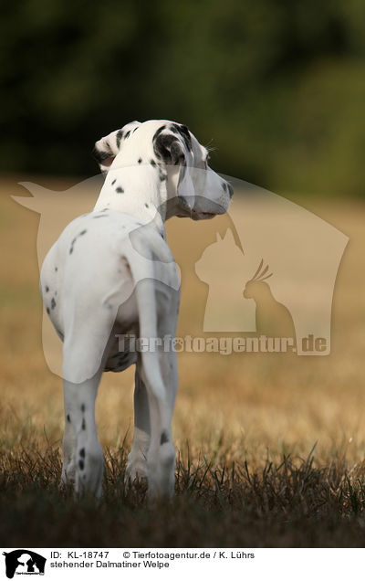 stehender Dalmatiner Welpe / standing Dalmatian puppy / KL-18747
