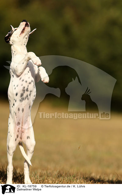 Dalmatiner Welpe / Dalmatian Puppy / KL-18759