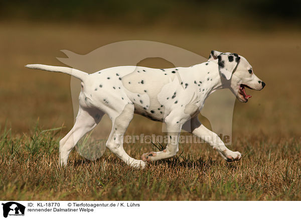 rennender Dalmatiner Welpe / running Dalmatian Puppy / KL-18770