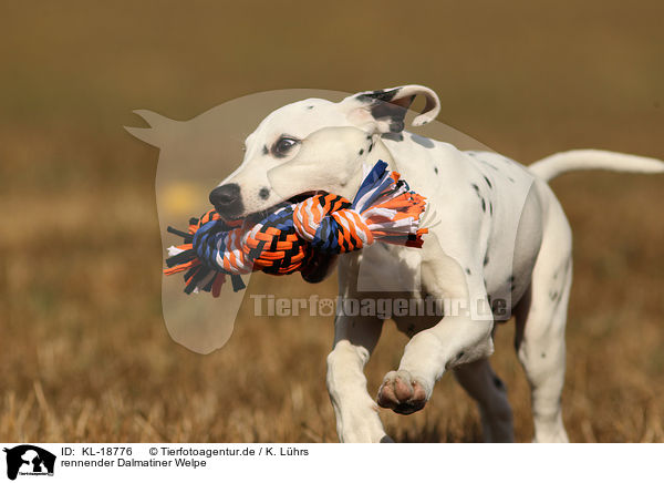 rennender Dalmatiner Welpe / running Dalmatian Puppy / KL-18776