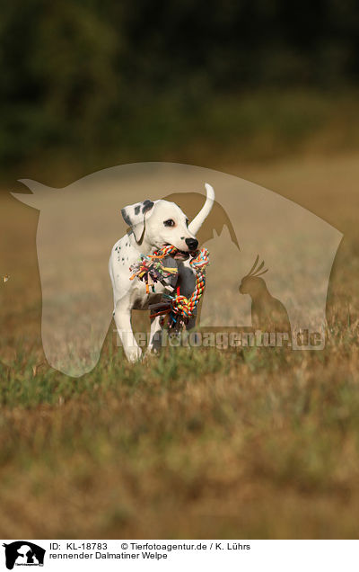 rennender Dalmatiner Welpe / running Dalmatian Puppy / KL-18783