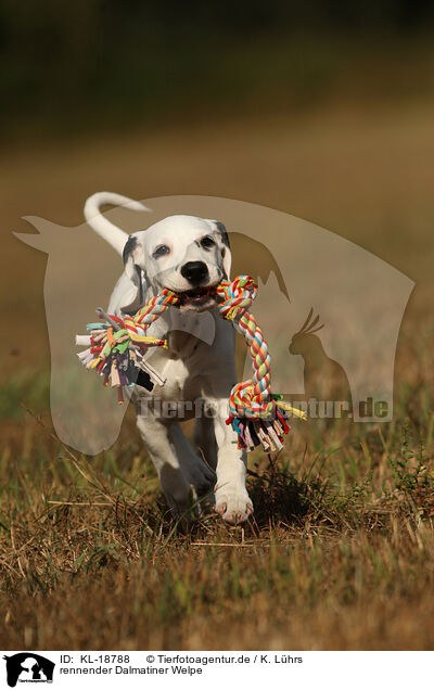rennender Dalmatiner Welpe / running Dalmatian Puppy / KL-18788