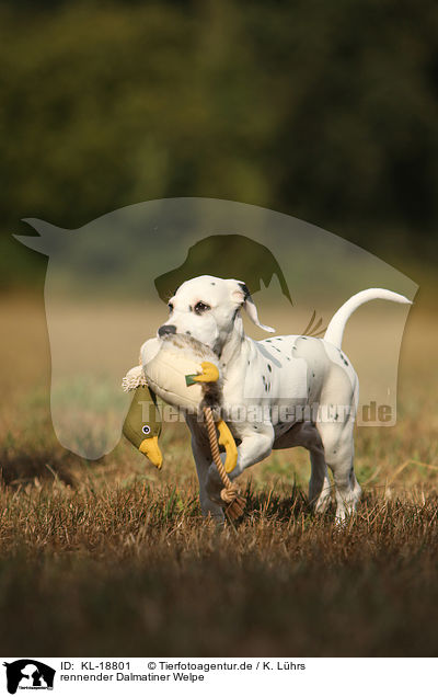rennender Dalmatiner Welpe / running Dalmatian Puppy / KL-18801