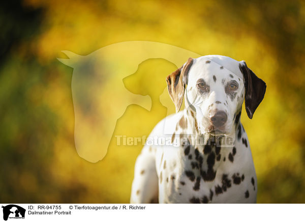 Dalmatiner Portrait / Dalmatian Portrait / RR-94755