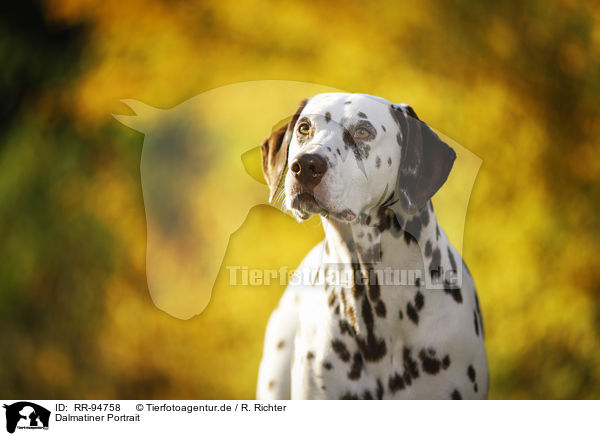 Dalmatiner Portrait / Dalmatian Portrait / RR-94758