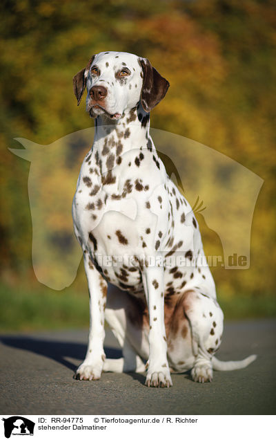 stehender Dalmatiner / standing Dalmatian / RR-94775