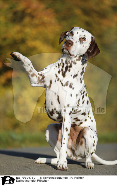 Dalmatiner gibt Pftchen / Dalmatian gives paw / RR-94780