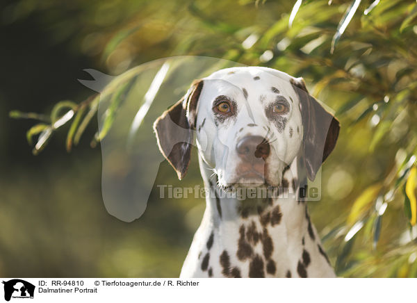 Dalmatiner Portrait / Dalmatian Portrait / RR-94810