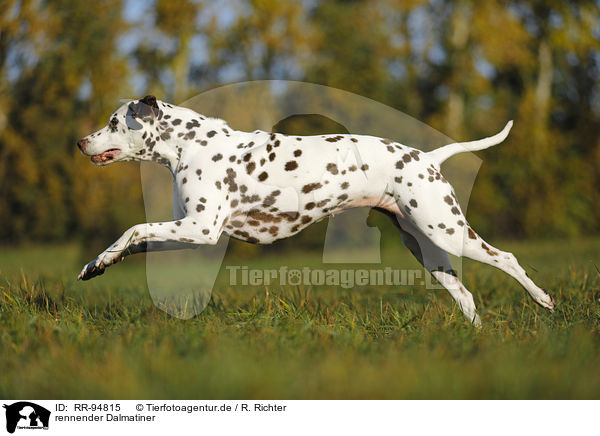 rennender Dalmatiner / running Dalmatian / RR-94815