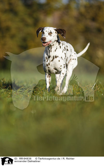 rennender Dalmatiner / running Dalmatian / RR-94838