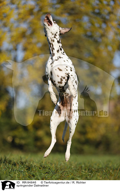 springender Dalmatiner / jumping Dalmatian / RR-94846