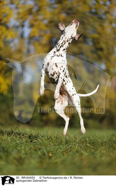 springender Dalmatiner / jumping Dalmatian / RR-94850