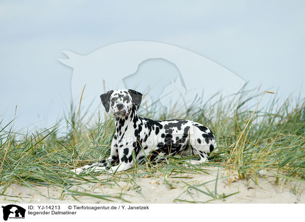 liegender Dalmatiner / lying Dalmatian / YJ-14213