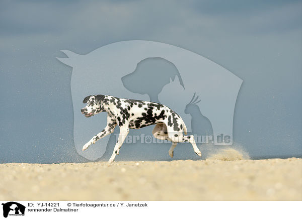 rennender Dalmatiner / running Dalmatian / YJ-14221