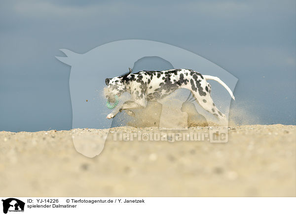 spielender Dalmatiner / playing Dalmatian / YJ-14226