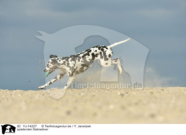 spielender Dalmatiner / playing Dalmatian / YJ-14227