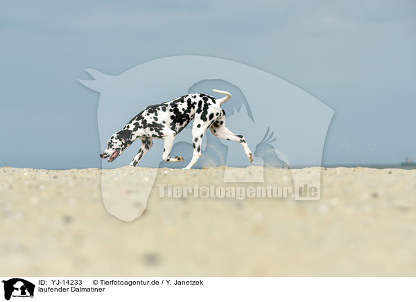 laufender Dalmatiner / walking Dalmatian / YJ-14233