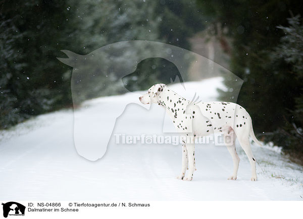 Dalmatiner im Schnee / NS-04866