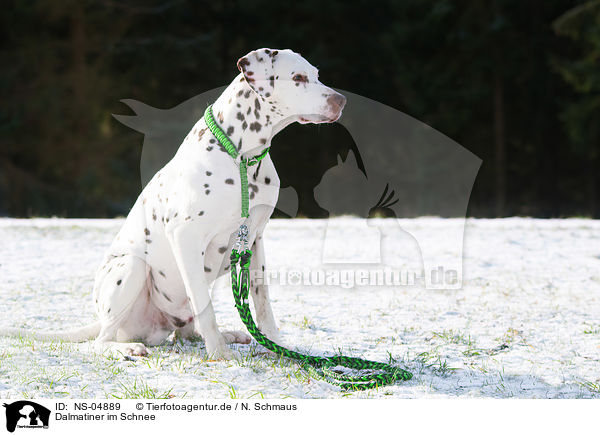 Dalmatiner im Schnee / NS-04889
