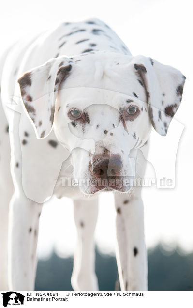 Dalmatiner Portrait / NS-04891