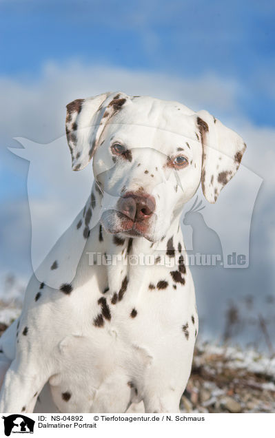 Dalmatiner Portrait / NS-04892