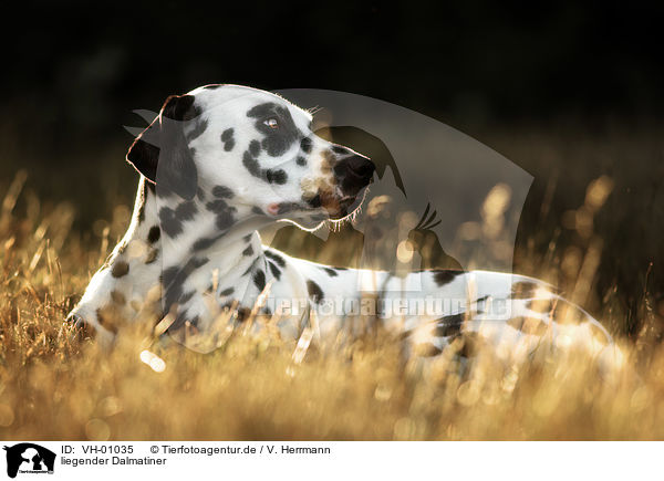 liegender Dalmatiner / lying Dalmatian / VH-01035