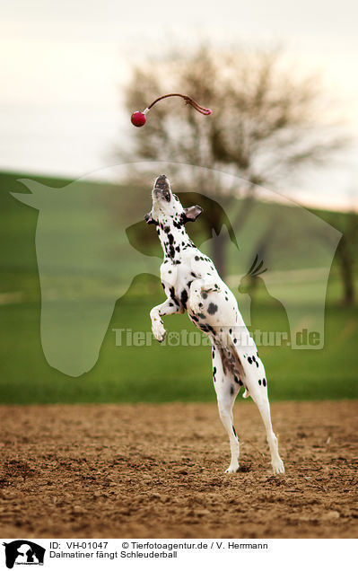 Dalmatiner fngt Schleuderball / Dalmatian catches ball / VH-01047