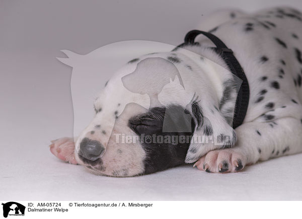 Dalmatiner Welpe / Dalmatian Puppy / AM-05724