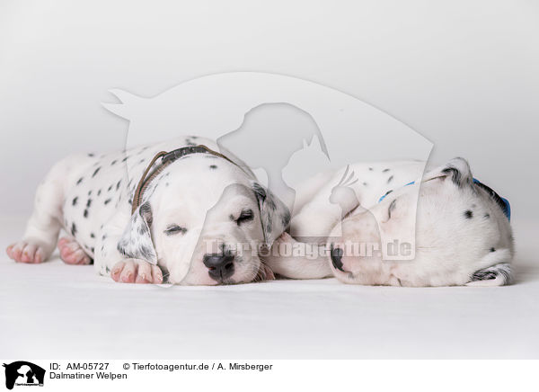 Dalmatiner Welpen / Dalmatian Puppies / AM-05727