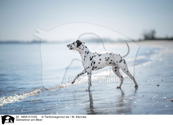 Dalmatiner am Meer / Dalmatian at the sea / MAK-01026