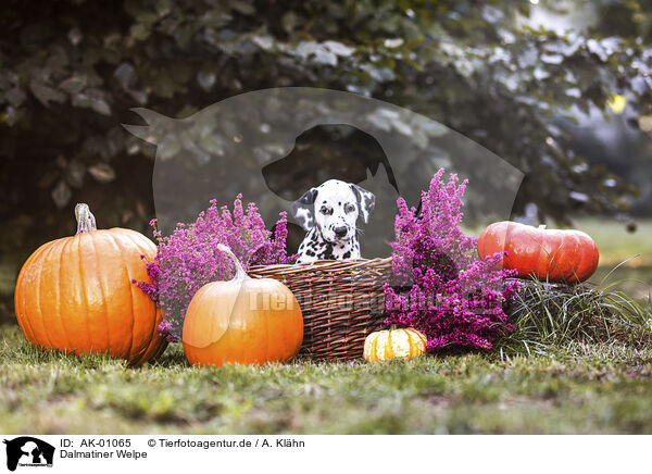 Dalmatiner Welpe / Dalmatian Puppy / AK-01065