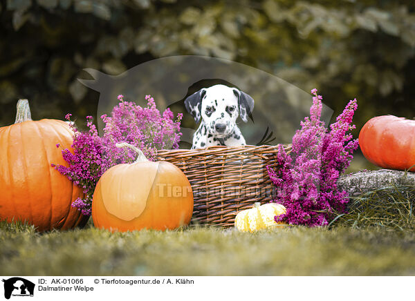 Dalmatiner Welpe / Dalmatian Puppy / AK-01066