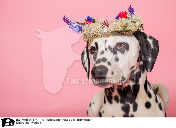 Dalmatiner Portrait / Dalmatian Portrait / MAB-01374